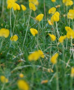 Image: diploid wild peanut - A-genome