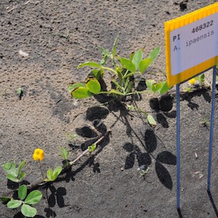 Image: diploid wild peanut - B genome